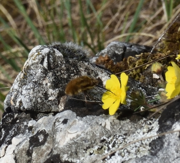 Bombyliidae - pöszörlégyfélék