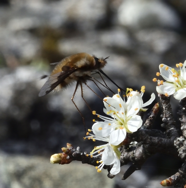 Bombylius major - szegélyes pöszörlégy