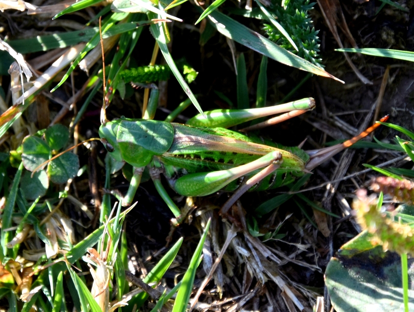 Decticus verrucivorus - szemölcsevő szöcske