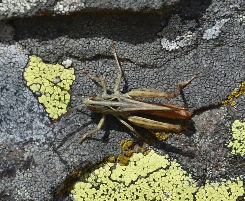 Chorthippus (Glyptobothrus) (subgenus)