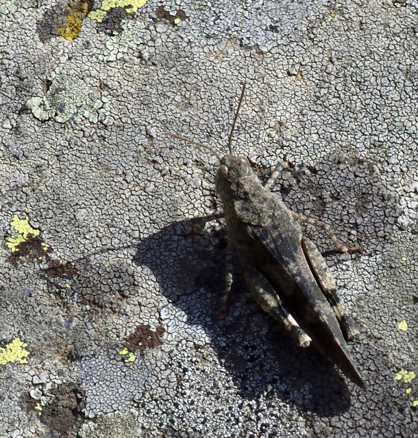 Oedipoda caerulescens - kékszárnyú sáska