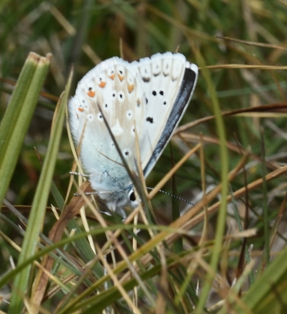 Polyommatus coridon - ezüstkék boglárka