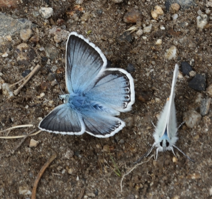 Polyommatus coridon - ezüstkék boglárka