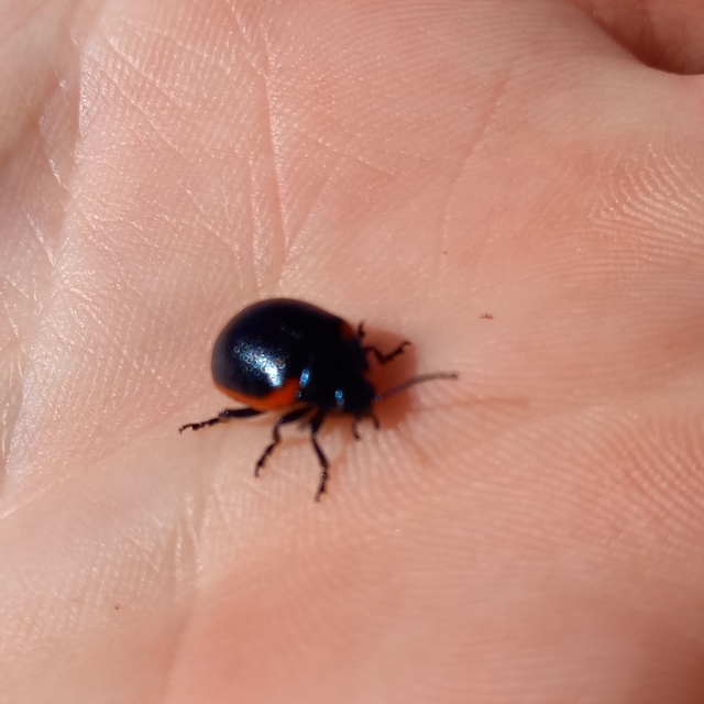 Chrysolina rossia - trapézhátú szegélyeslevelész