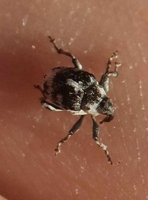 Hadroplontus litura - pompás aszatormányos