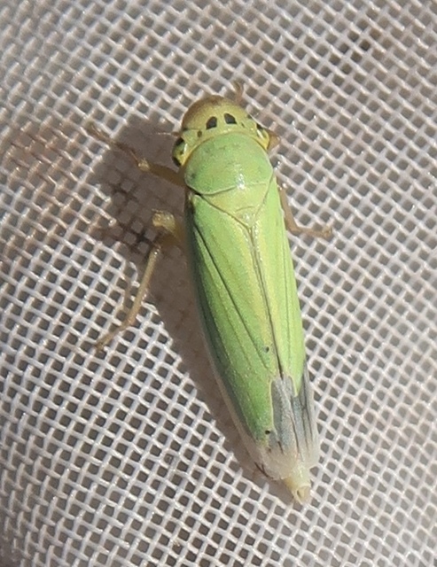 Cicadella viridis - méregzöld kabóca