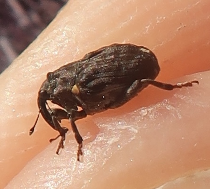 Stenocarus cardui - pipacsgyökér-ormányos