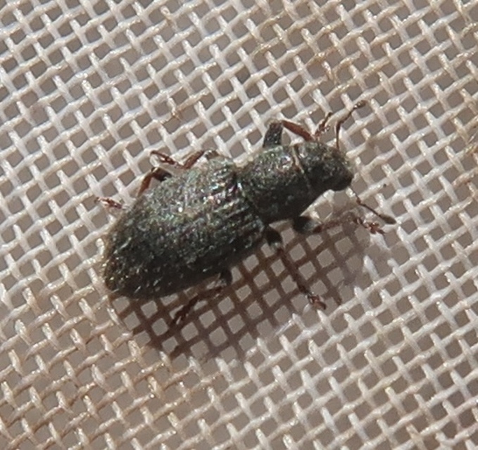 Sitona hispidulus - szőrös csipkézőbogár