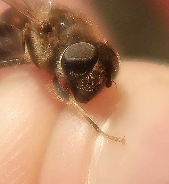 Eristalis pertinax - sárgalábfejű herelégy