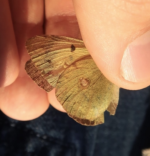 Colias erate - csángó-kéneslepke
