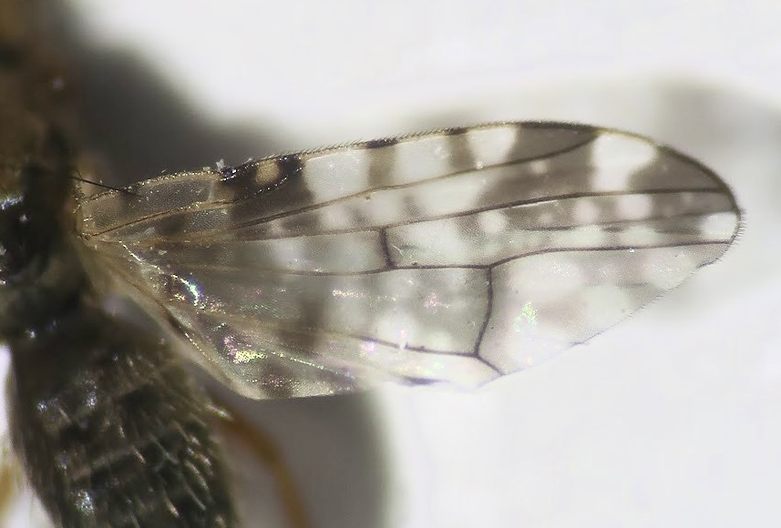 Dioxyna bidentis