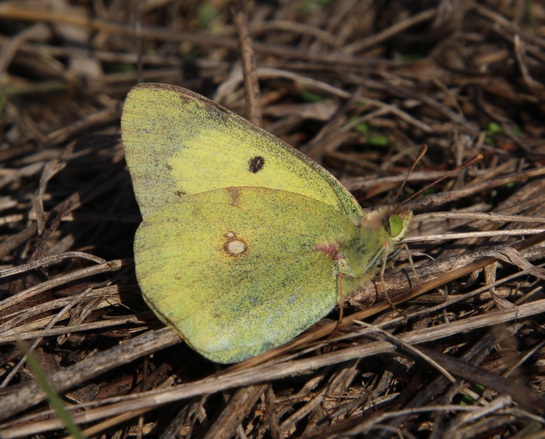 Colias erate - csángó-kéneslepke