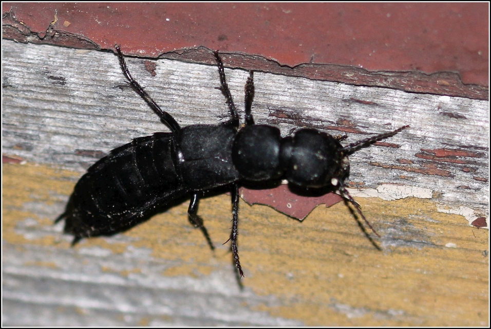 Ocypus