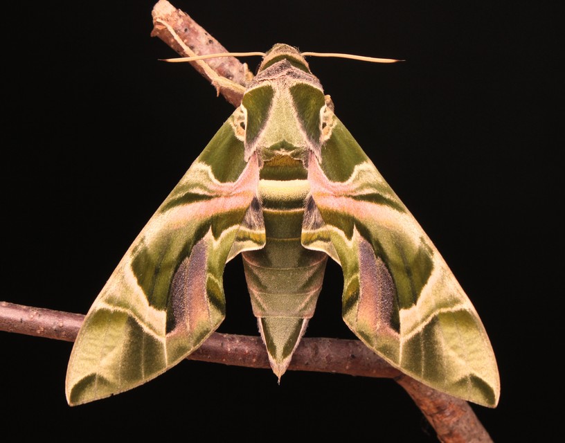 Daphnis nerii - oleanderszender