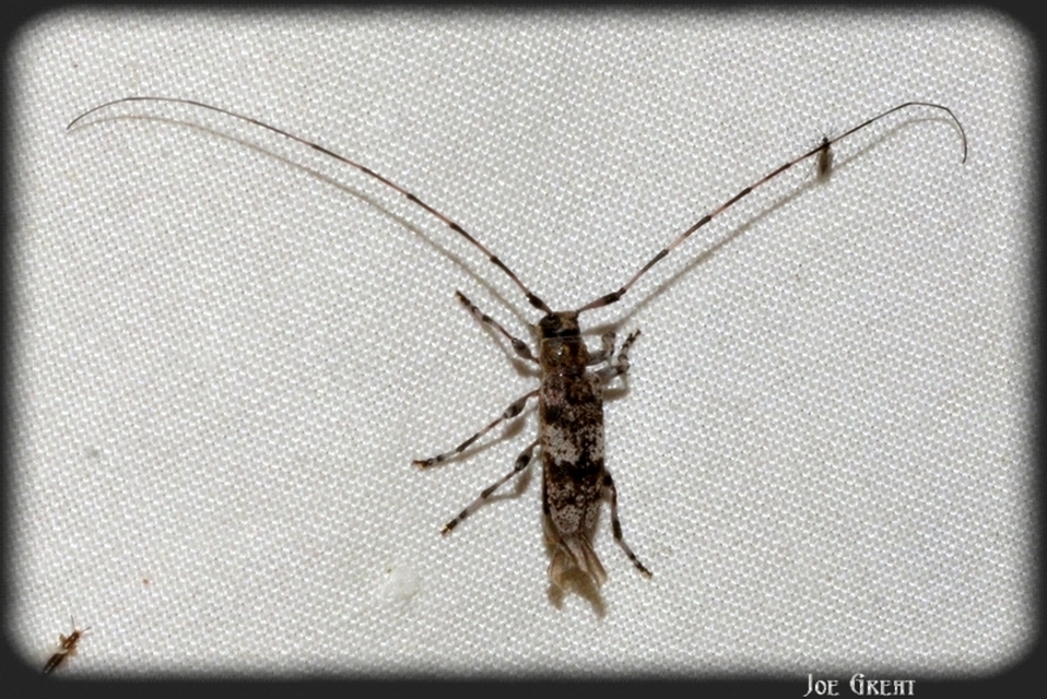Acanthocinus griseus - szürke daliáscincér