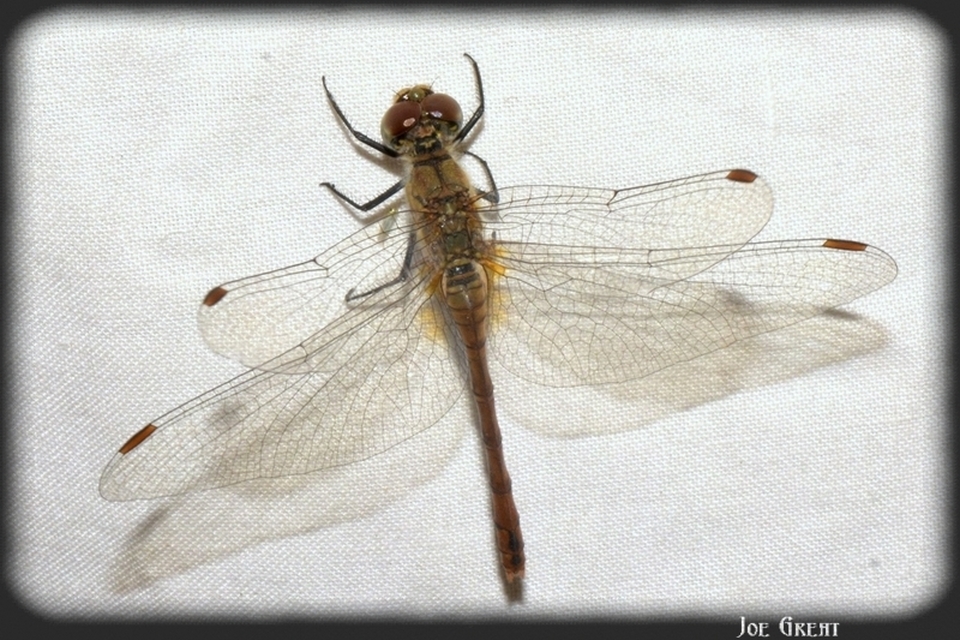 Sympetrum sanguineum - vörös katona-szitakötő