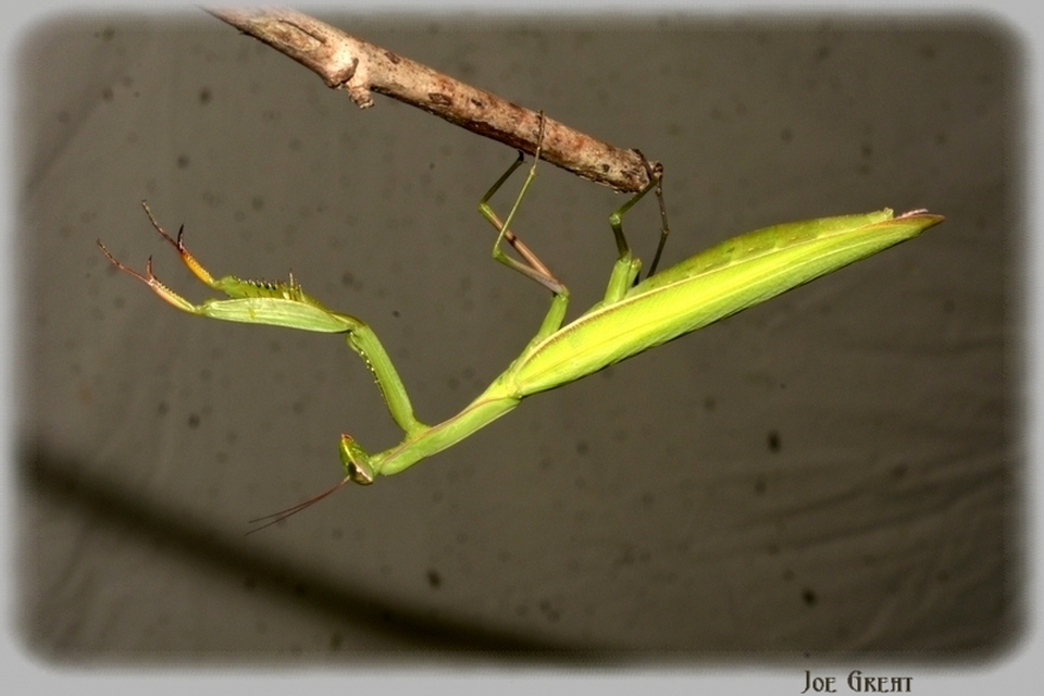 Mantis religiosa - imádkozósáska