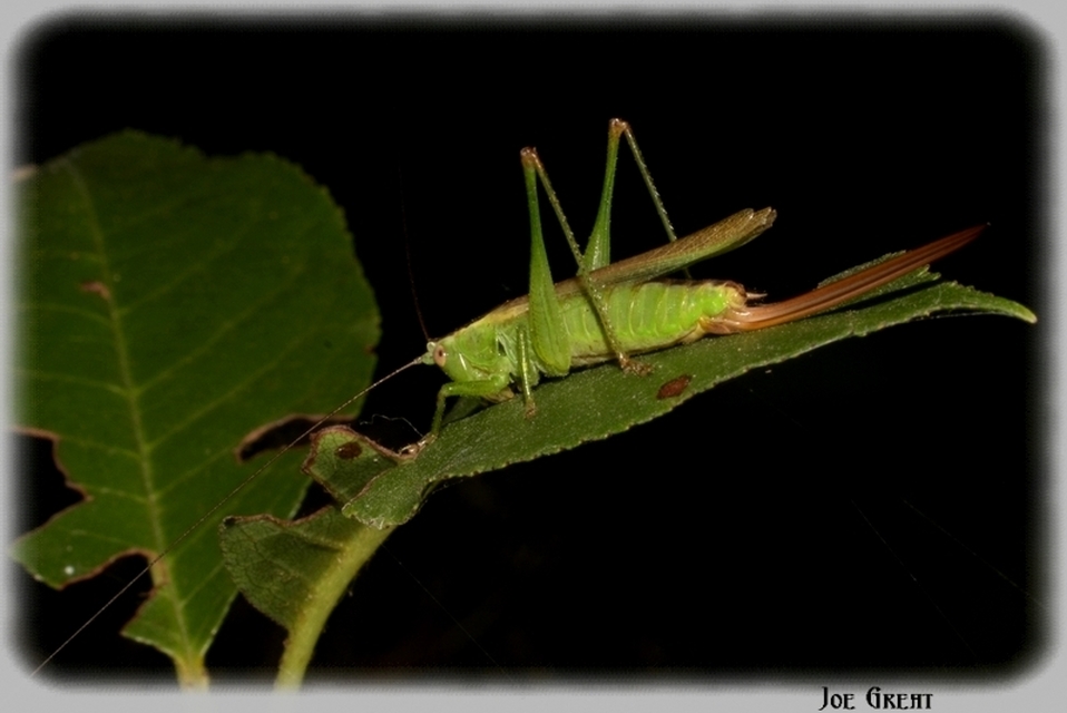 Conocephalus fuscus - kis kúpfejűszöcske
