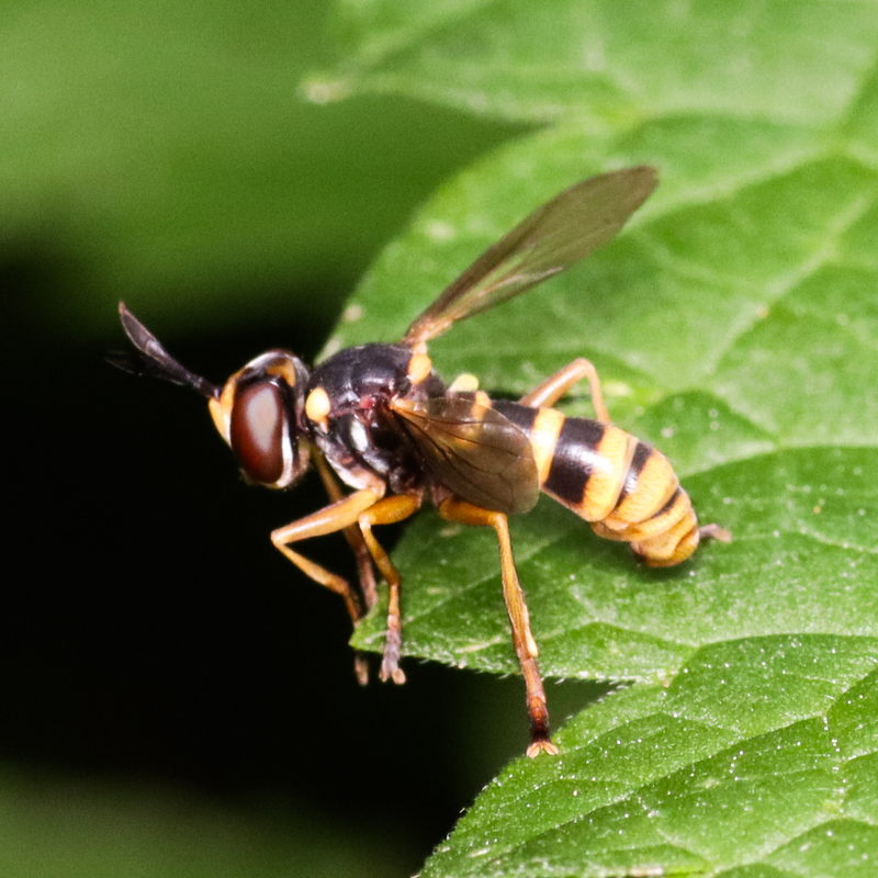 Conops quadrifasciatus