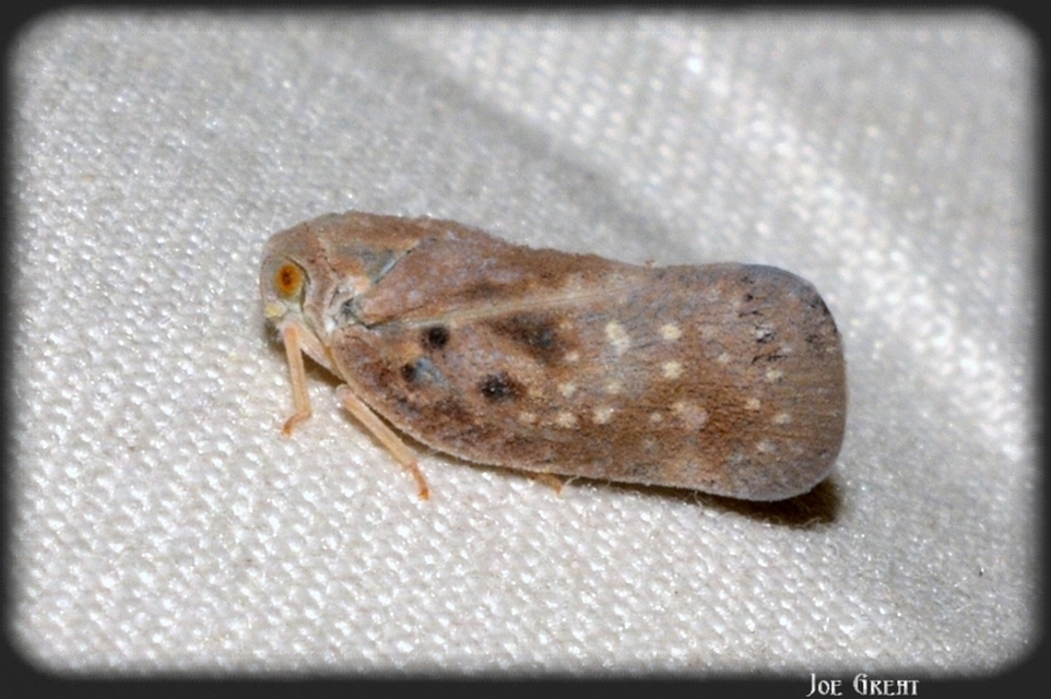 Metcalfa pruinosa - amerikai lepkekabóca