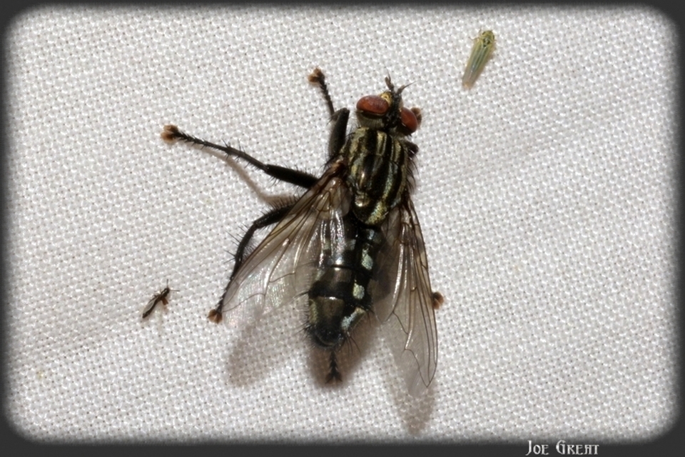 Sarcophagidae - húslégyfélék