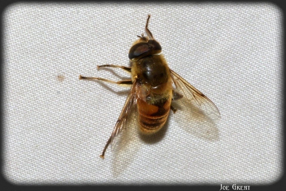 Eristalis tenax - közönséges herelégy