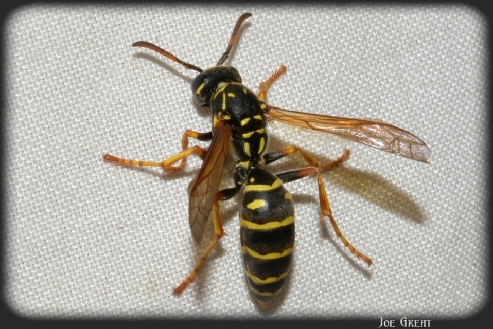 Hymenoptera - Hártyásszárnyúak