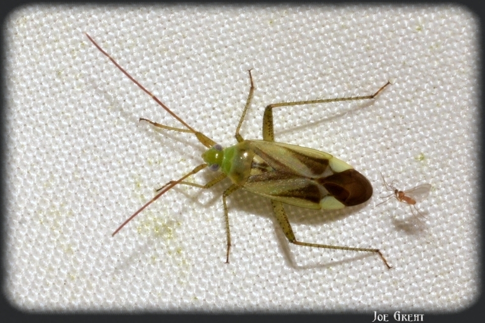 Adelphocoris lineolatus - lucernapoloska