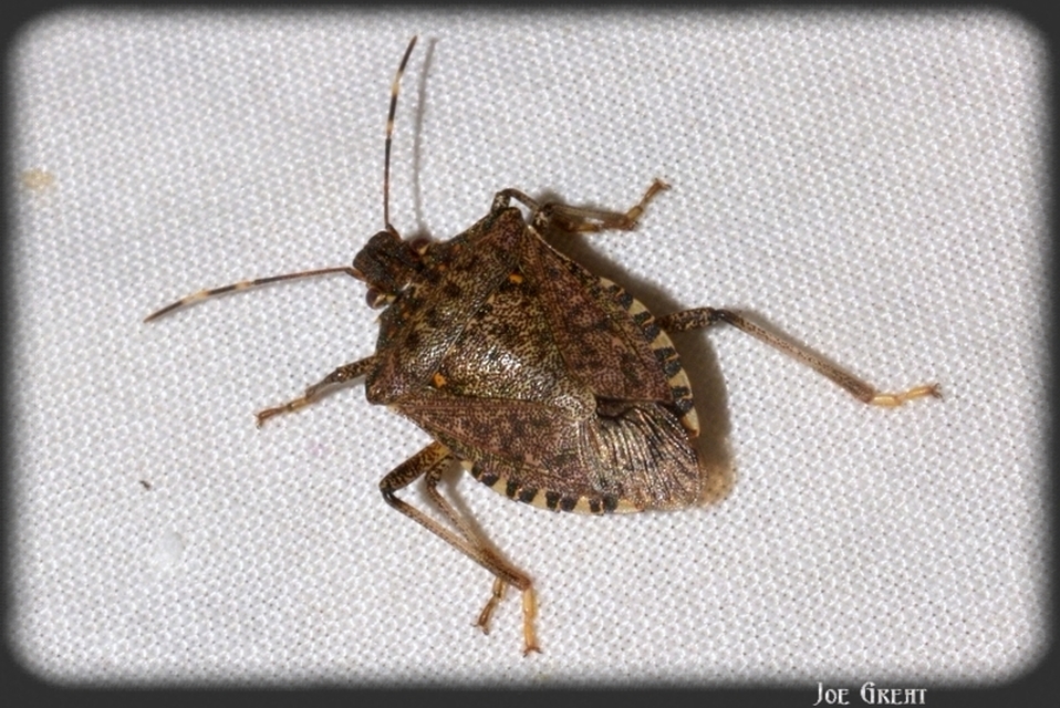Halyomorpha halys - ázsiai márványospoloska