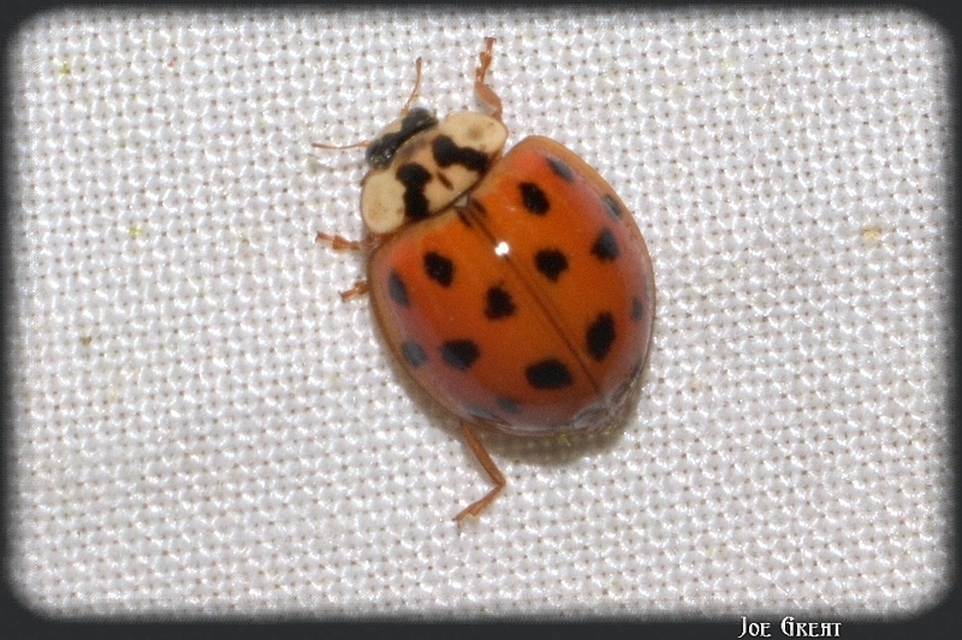 Harmonia axyridis - harlekinkatica