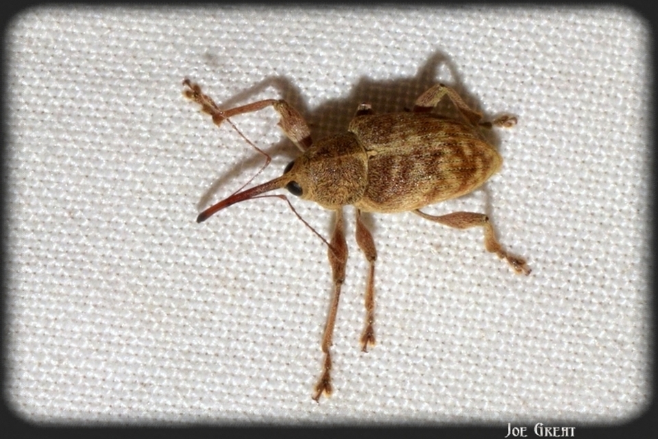 Curculio elephas - gesztenyezsuzsóka