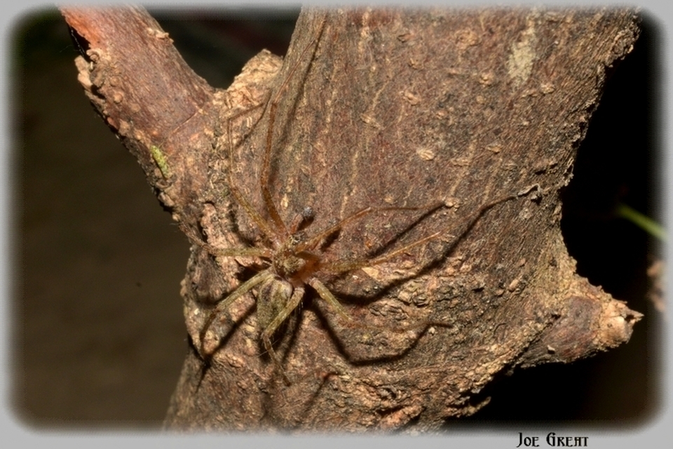 Araneae - Pókok