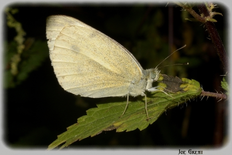 Pieris rapae - répalepke