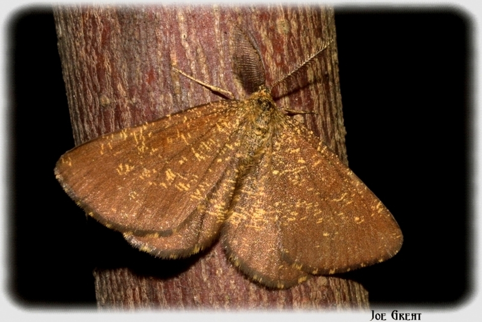 Ematurga atomaria - barna rétiaraszoló