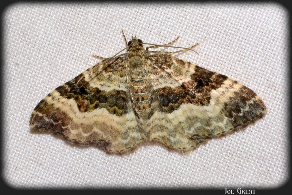 Epirrhoe alternata - galaj-tarkaaraszoló