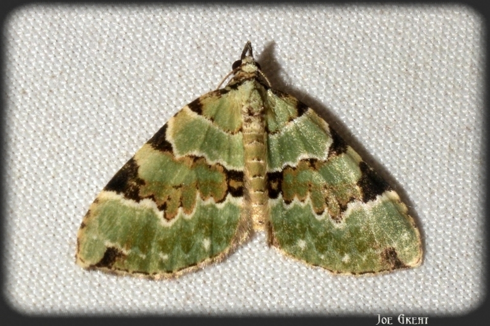 Colostygia pectinataria - zöld levélaraszoló