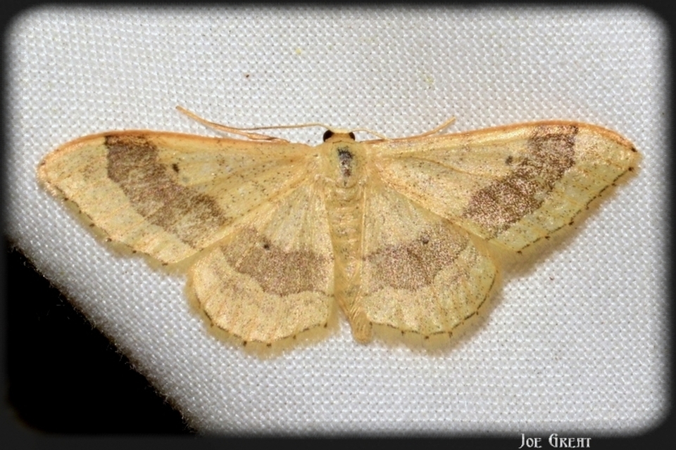 Idaea aversata - nagy sávosaraszoló