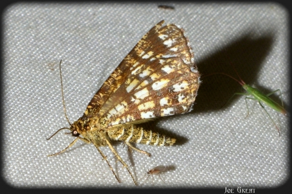 Chiasmia clathrata - rácsos rétiaraszoló