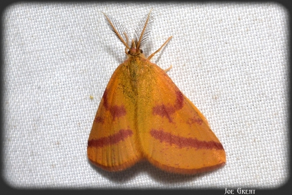 Lythria purpuraria - bíborsávos araszoló