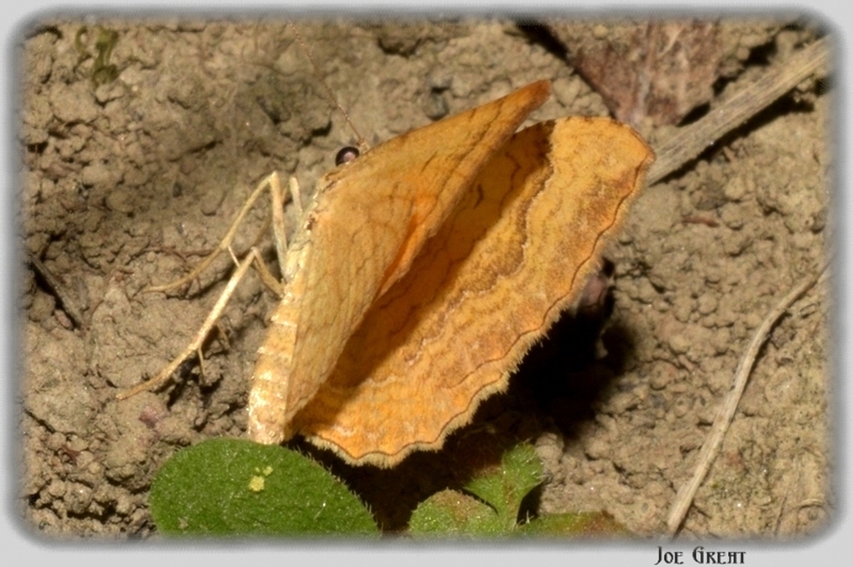 Camptogramma bilineata - kétvonalas sávosaraszoló