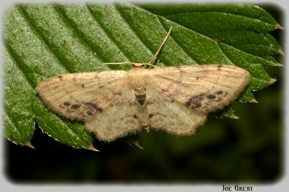 Idaea dimidiata - gyakori apróaraszoló