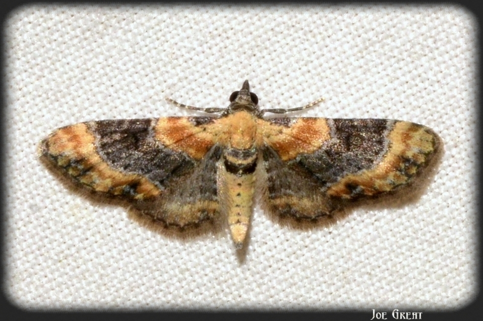 Eupithecia linariata - vonalas törpearaszoló