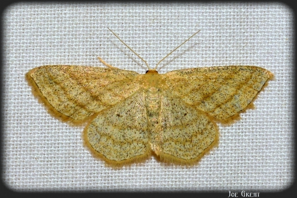 Scopula virgulata - vesszős sávosaraszoló