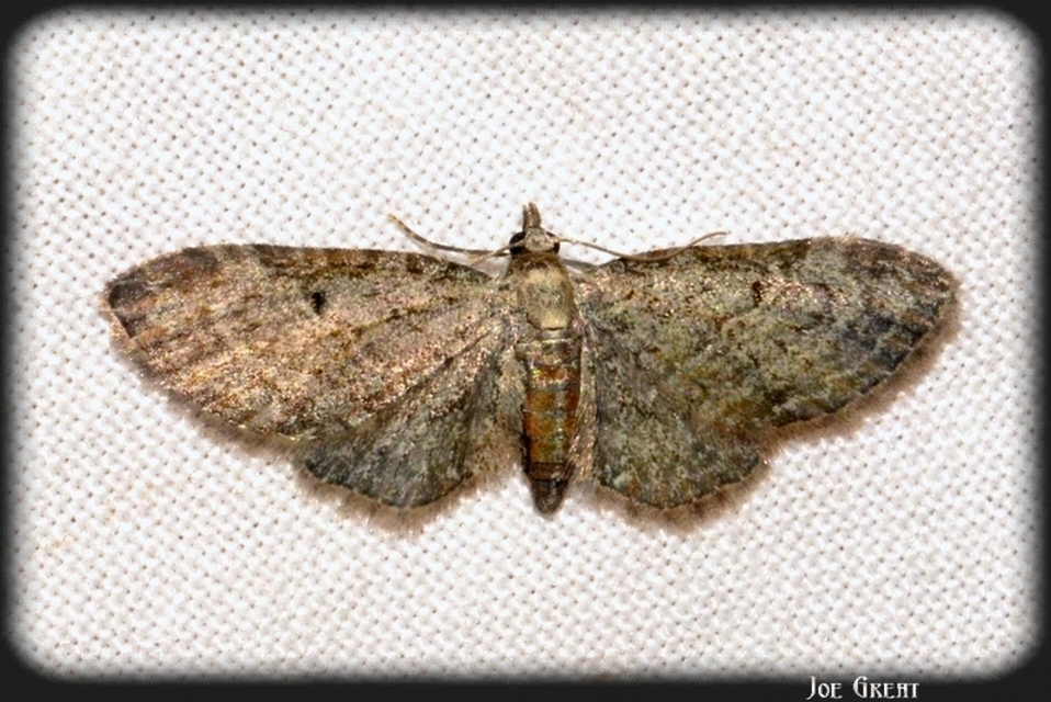 Eupithecia tenuiata - sötétszegélyű törpearaszoló