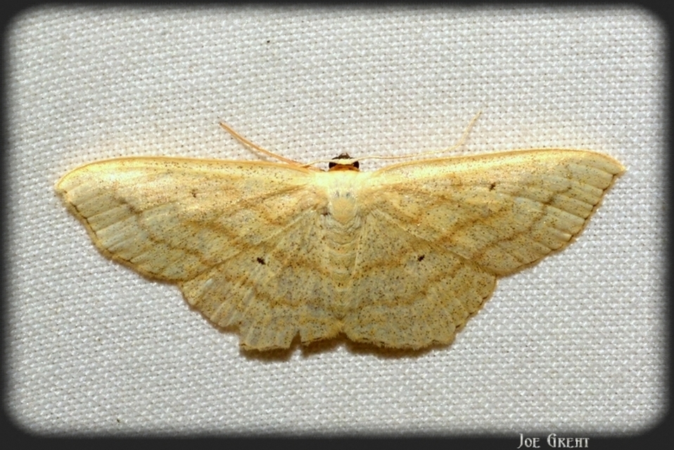 Scopula nigropunctata - feketepettyes araszoló
