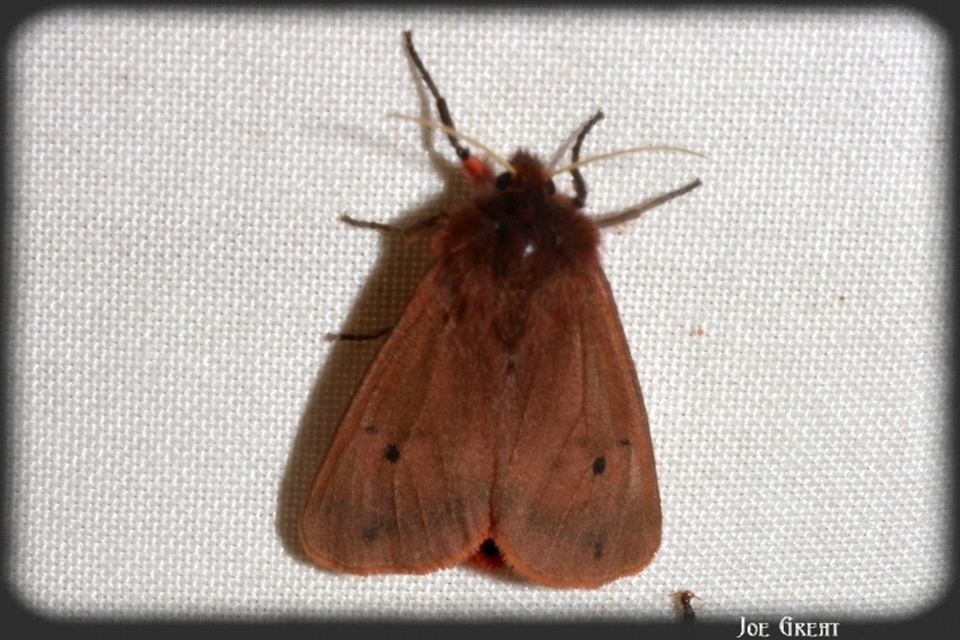 Phragmatobia fuliginosa - füstös medvelepke
