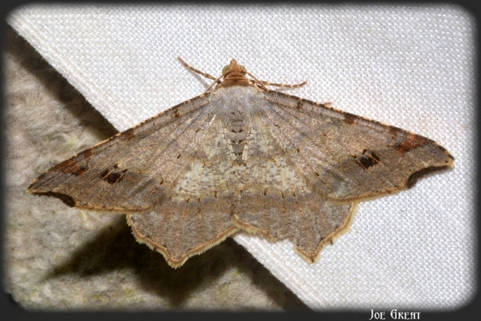 Macaria alternata - közönséges szürkearaszoló