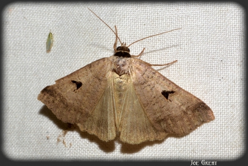 Lygephila pastinum - közönséges csüdfűbagoly