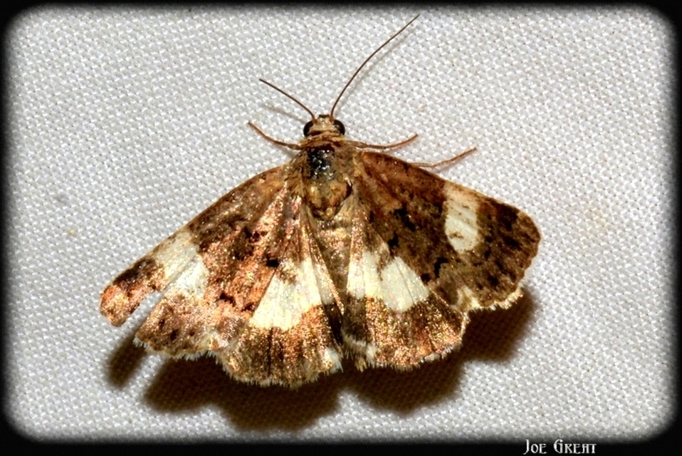 Tyta luctuosa - fekete nappalibagoly