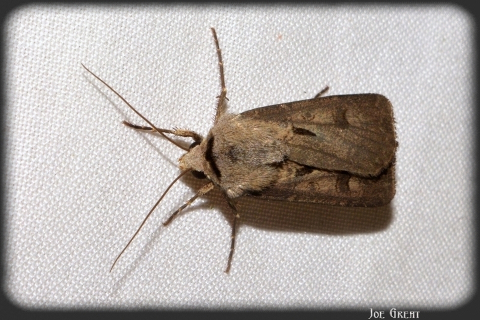 Agrotis exclamationis - felkiáltójeles földibagoly